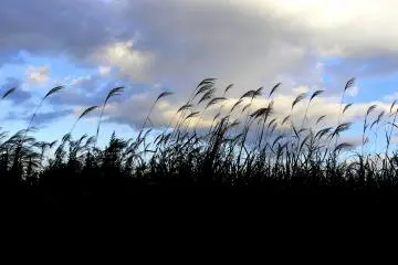 <p>Rumput pampas menghadap langit senja dekat Ishiyama.</p>
