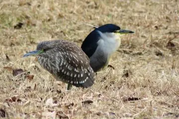 Did they have a quarrel? (Photo: Olga Kaneda)