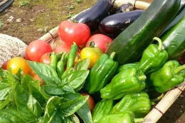 <p>Seasonal vegetables grown without chemicals</p>