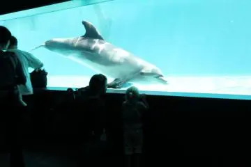 Dolphin Window
