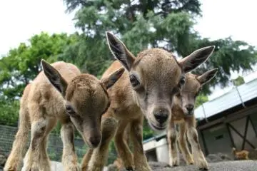 <p>You can see all the cute animals up close and personal!</p>