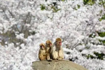 <p>On this warm day, doesn't it makes you want to go visit these adorable monkeys?</p>