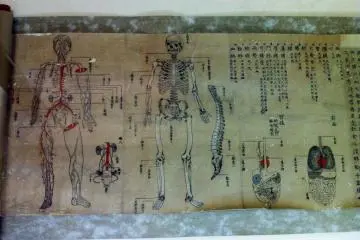 Anatomical drawings