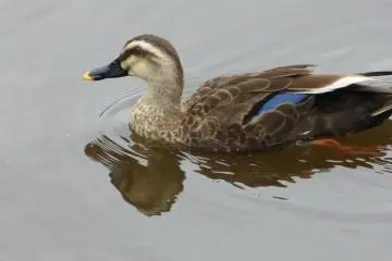 The Shogun used to catch ducks in the pond with nets.