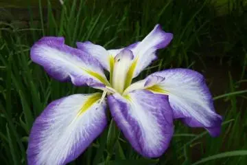 Japanese iris bloom in June.