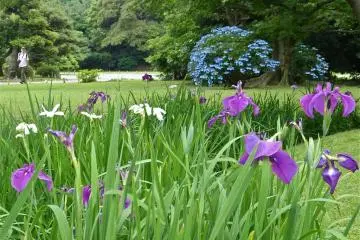 You can enjoy strolling among various kinds of flowers, depending on the season.