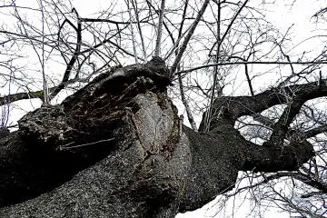 튼튼한 나무 줄기