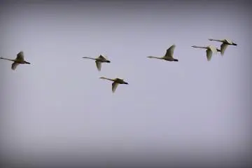 차가운 하늘을 나는 새들