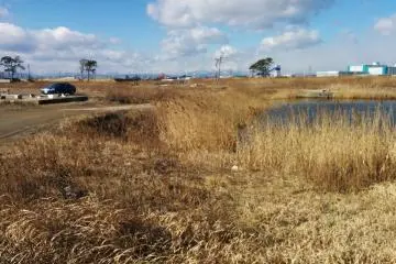 A look at the surrounding area. Tall grass grows where houses once stood.