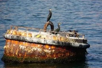 <p>A change in scenery. The birds here are next to the submarine that is permanently anchored in Nagaura Port.</p>