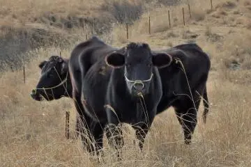 <p>Residents of a nearby farm.</p>