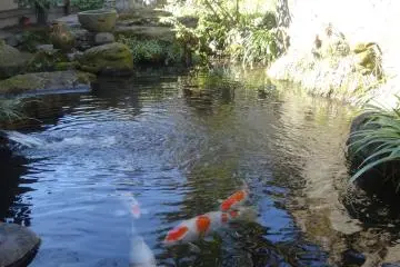 <p>Un magnifique &eacute;tang de carpes sur les lieux</p>