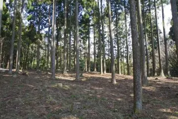 <p>The tent area, shaded by sugi (Japanese cedars)</p>