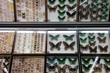 <p>Part of the butterfly museum</p>