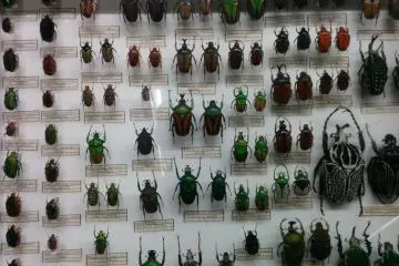 <p>Beetles&nbsp;</p>