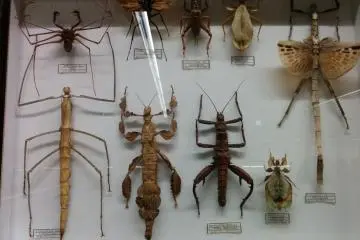 <p>One case features the nastiest bugs I have ever seen</p>