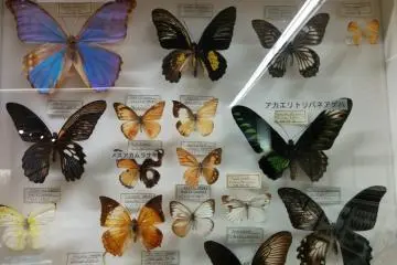 <p>Some of the more beautiful butterfly species</p>