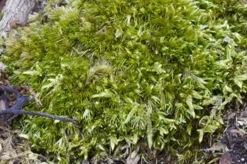 <p>Plush green moss; a mixture of species clumped together</p>