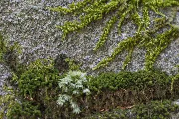 <p>Four species of moss on one rock</p>