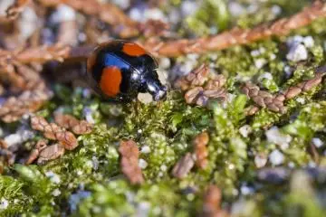 <p>The ladybug out for a walk near the shrine</p>