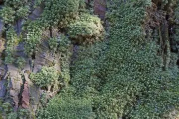 <p>This pale-green moss, a member of the Dicranum&nbsp;genus (fork-moss), prefers the lower tree trunks at the shrine</p>