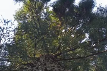 <p>Looking up a sugi, or Japanese cedar</p>