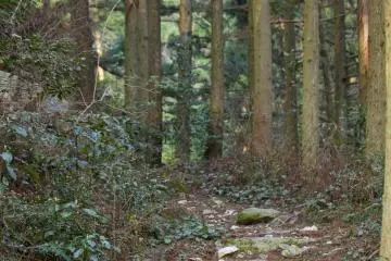 <p>Take this trail into the woods toward Mt. Kana</p>