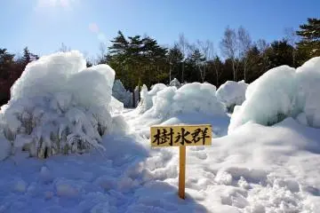 <p>So many frosted trees, you'll be amazed!</p>