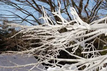 <p>Surrounded by frosted tree branches</p>
