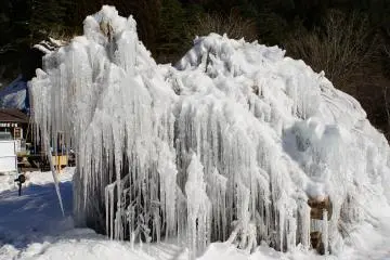 <p>I wonder what this tree looks like in the Springtime</p>