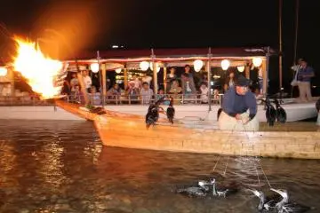 Gathering the cormorants