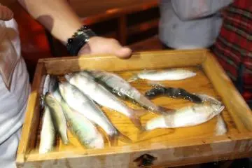 These were the 'ayu' that the cormorants were able to catch