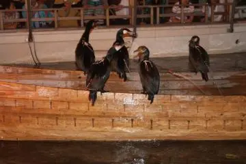 The sea cormorants were done for the night