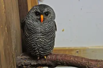<p>Black Banded Owl</p>