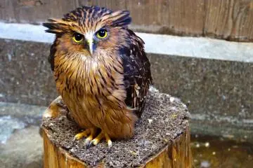 <p>The rich-brown Malay Fish Owl is a medium to fairly large owl with prominent, outward-facing ear-tufts.</p>
