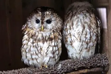 <p>Owls have large forward-facing eyes</p>
