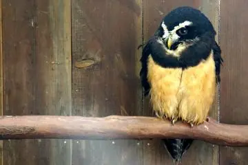 <p>There are 120 owls at Fuji Kachoen</p>