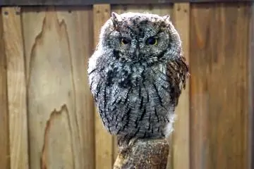 <p>Owls have feathers adapted for silent flight</p>