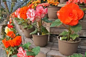 <p>Never ending shelves of vibrant Begonias</p>