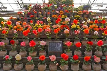 <p>Beautiful Begonias. What's your favorite color?</p>
