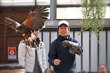 <p>The wingspan of the Harris' Hawk is about&nbsp;103cm to 120cm</p>