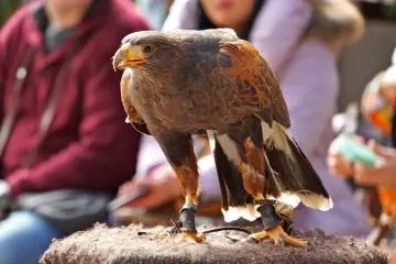 <p>Harris' Hawk at the indoor Bird Show&nbsp;is social in nature</p>