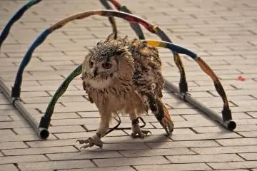 <p>Impressive agility on the obstacle course</p>