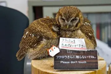 <p>The adorable duo,&nbsp;Pocky &amp; Cocoa, are the owls you'll first set your eyes on. Kawaii!</p>