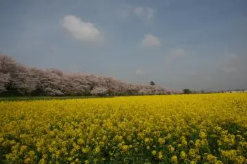 Photo: 権現堂公園管理事務所