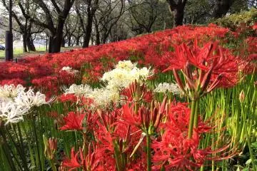 Photo: 権現堂公園管理事務所