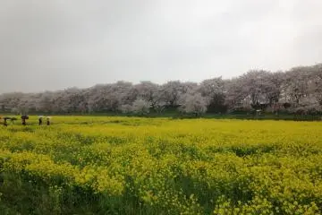 広大な菜の花畑と桜