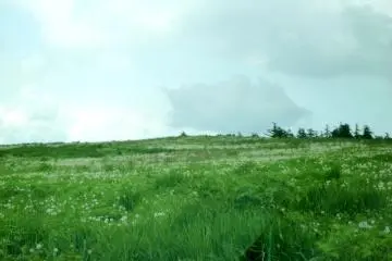 <p>Dandelion fluff spread out before you</p>