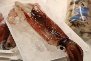Squid