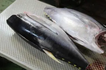 Yellow-fin tuna